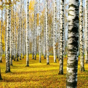 Liście brzozy – właściwości, zastosowanie