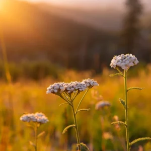 Krwawnik pospolity – właściwości i&nbsp;zastosowanie