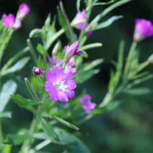 Domowe sposoby na&nbsp;zdrowie tarczycy