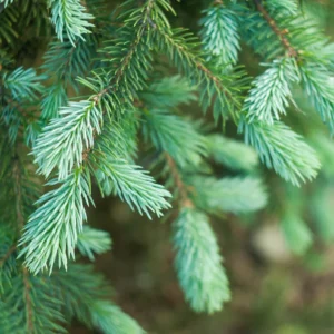 Sosna zwyczajna – właściwości prozdrowotne i&nbsp;zastosowanie