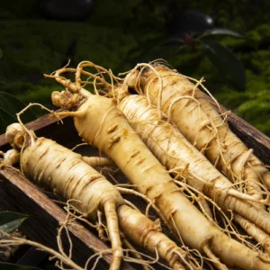 Sosna zwyczajna – właściwości prozdrowotne i&nbsp;zastosowanie