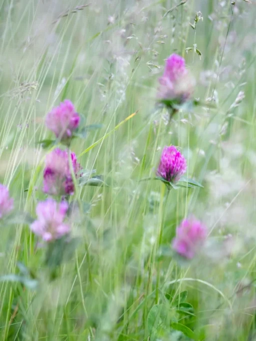 Czerwona koniczyna – właściwości i&nbsp;zastosowanie