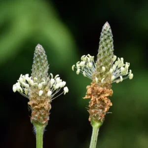 Na&nbsp;co&nbsp;pomaga babka lancetowata (Plantago lanceolata)?