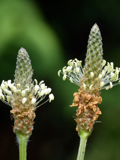 Na&nbsp;co&nbsp;pomaga babka lancetowata (Plantago lanceolata)?