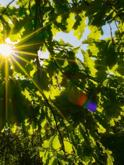 Witamina D3 – na&nbsp;co&nbsp;pomaga