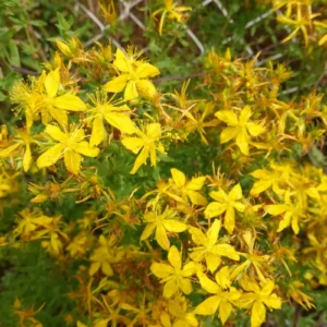 Różeniec górski – właściwości, przeciwwskazania i&nbsp;działanie lecznicze