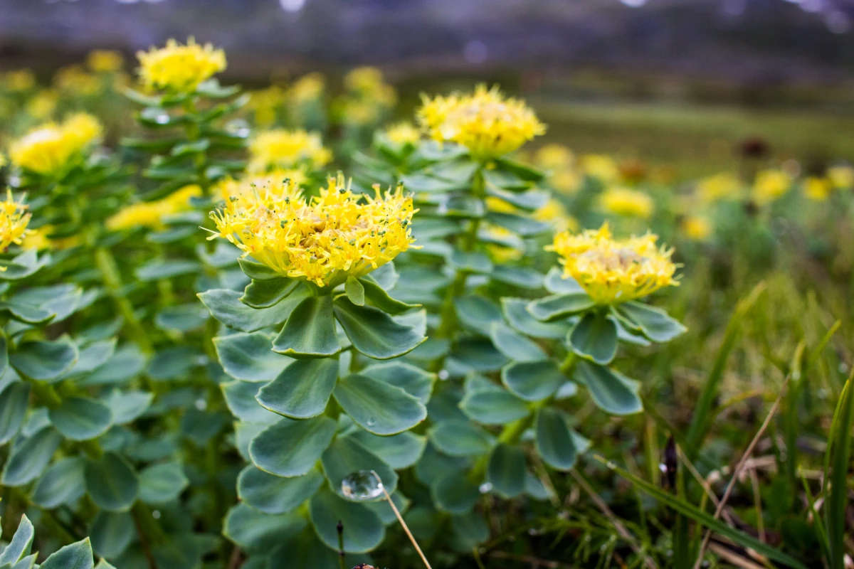 Różeniec górski – właściwości, działanie i&nbsp;zastosowanie (Rhodiola rosea)