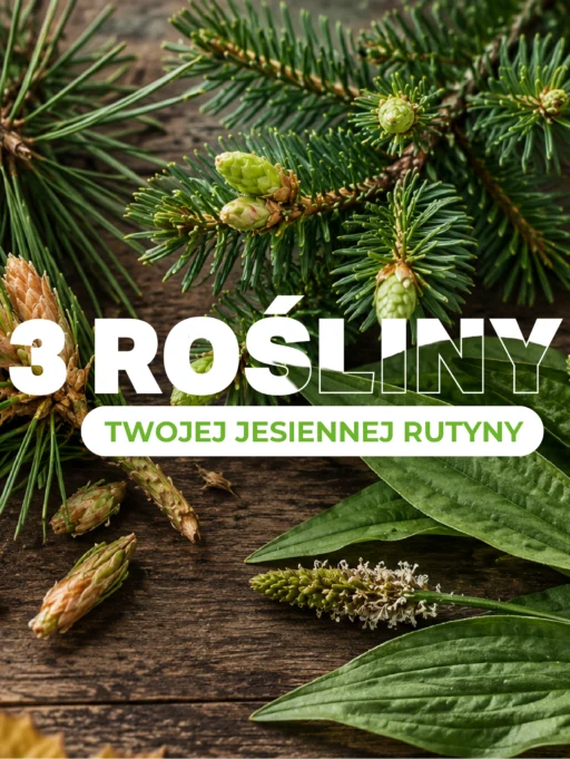 Suplementy na&nbsp;jesień: 3 rośliny do&nbsp;jesiennej rutyny
