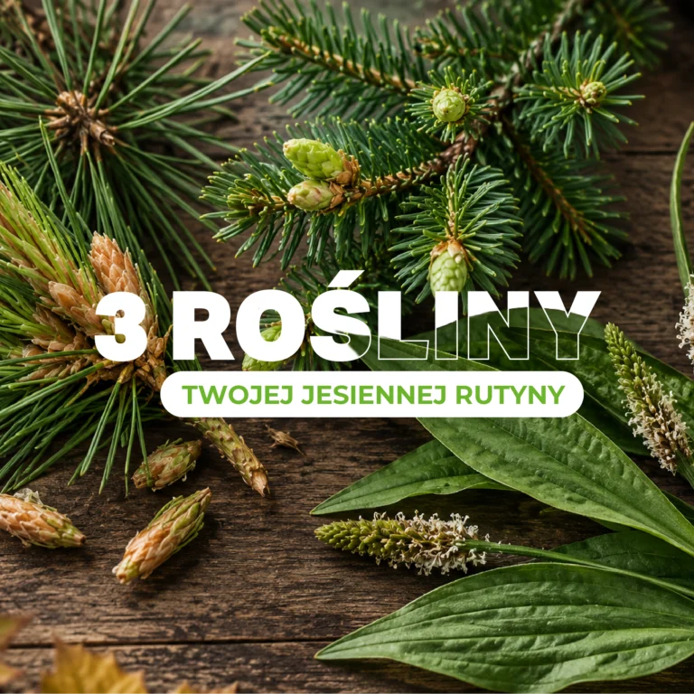 Suplementy na&nbsp;jesień: 3 rośliny do&nbsp;jesiennej rutyny