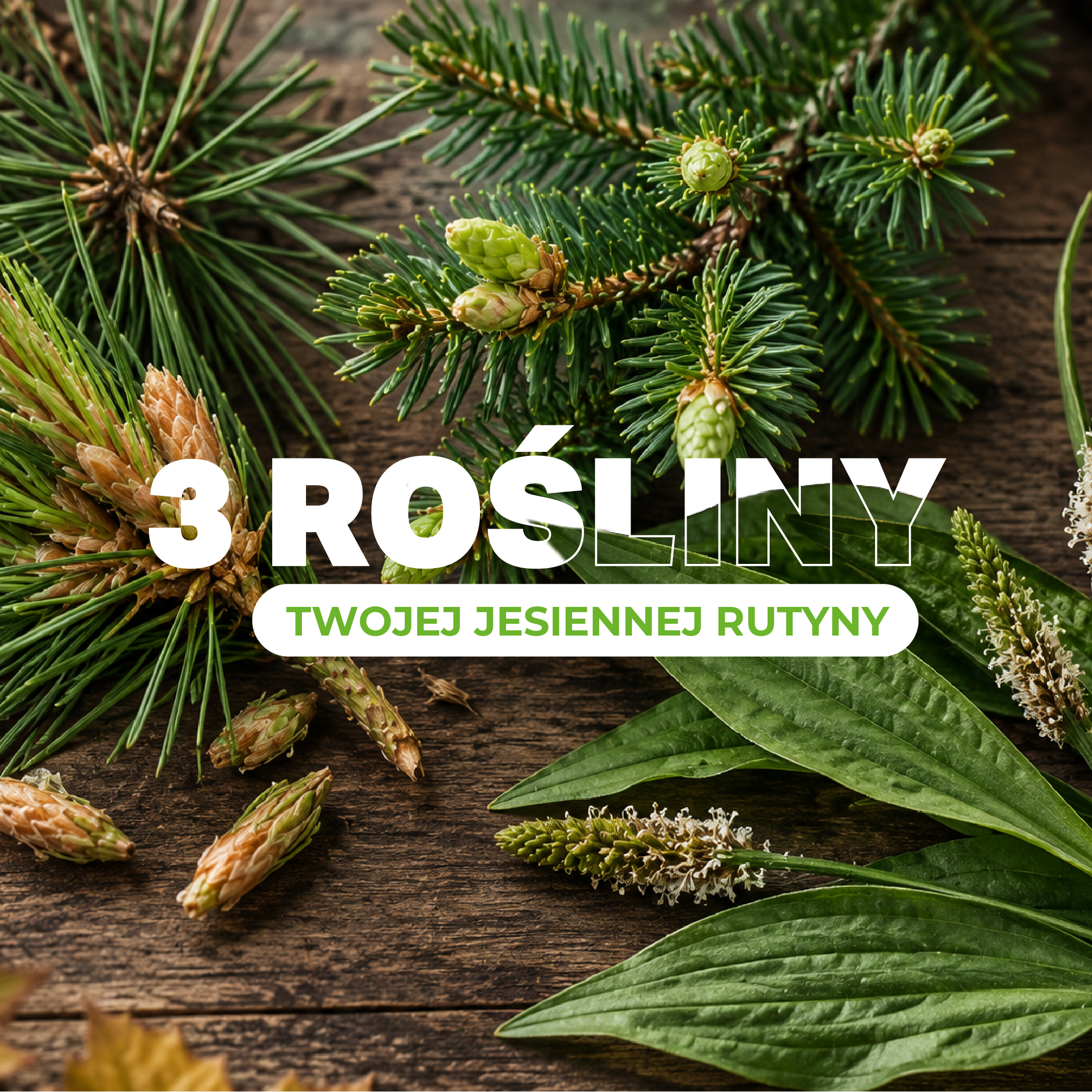 Suplementy na&nbsp;jesień: 3 rośliny do&nbsp;jesiennej rutyny